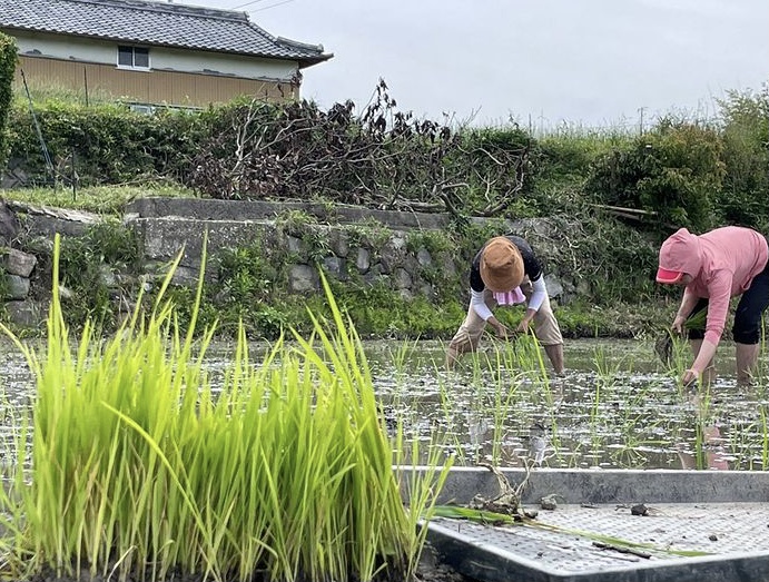 淡路島で田植えの手伝い