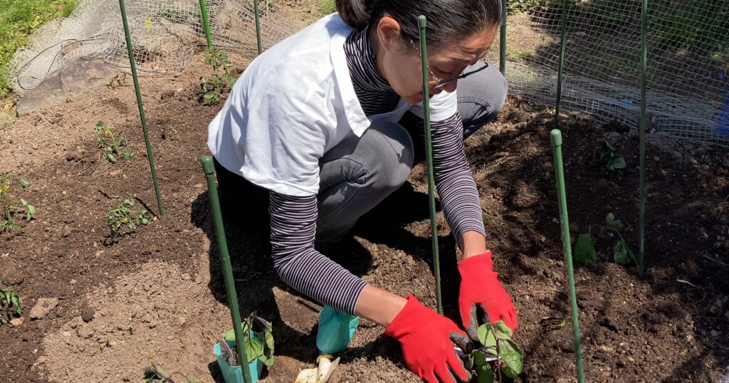 夏野菜の苗植えを行いました♪