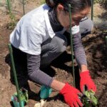 夏野菜の苗植えを行いました♪