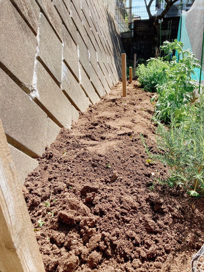 クースペースの畑の耕しが完了しました。