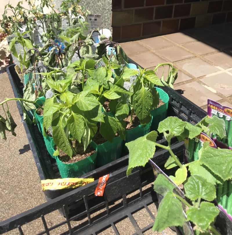 クースペースの畑に夏野菜の苗を植えます♪