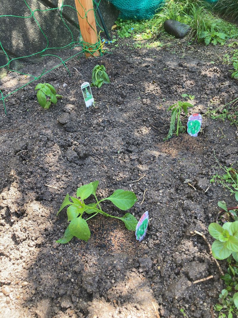 クースペースの畑にキュウリとナスの苗を植えました。
