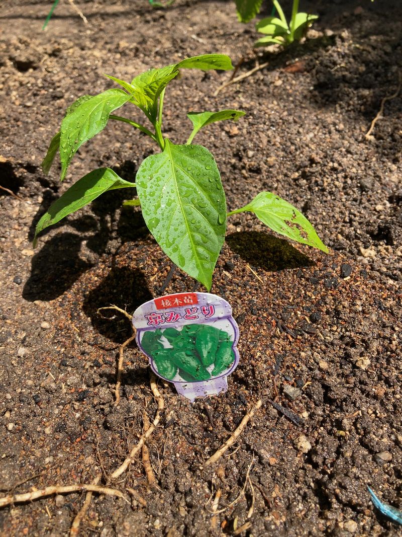 クースペースの畑にピーマンの苗を植えました。