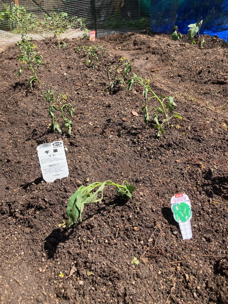 クースペースの畑にピーマンの苗を植えました。