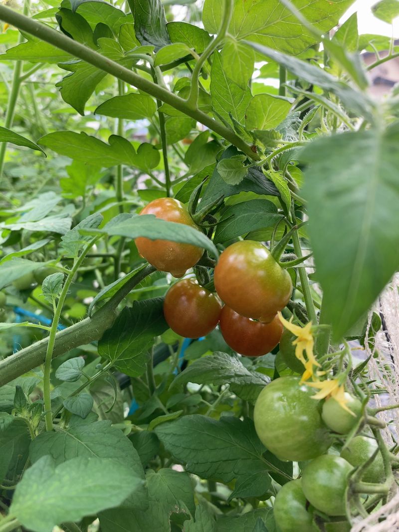 クースペースで育っているプチトマト